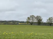 Image alt text