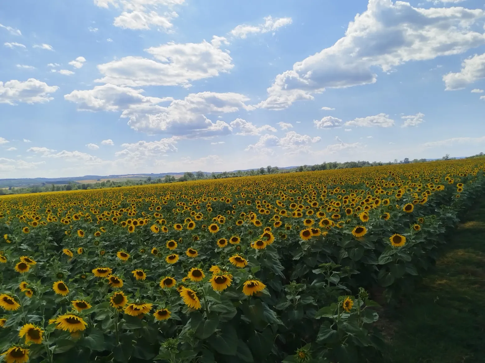 Project No. 32539876 image