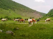 Image alt text