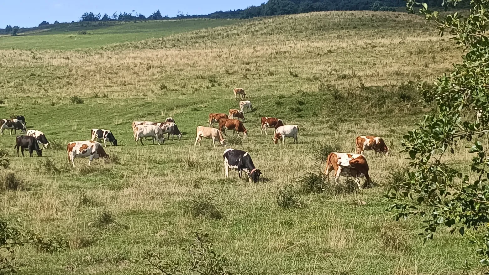 Project No. 32589089 image